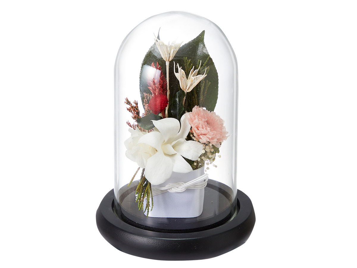 仏花 デンファレ