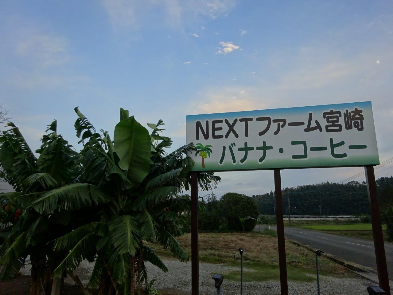 無農薬宮崎産バナナ「NEXT716」1kg詰め合わせ