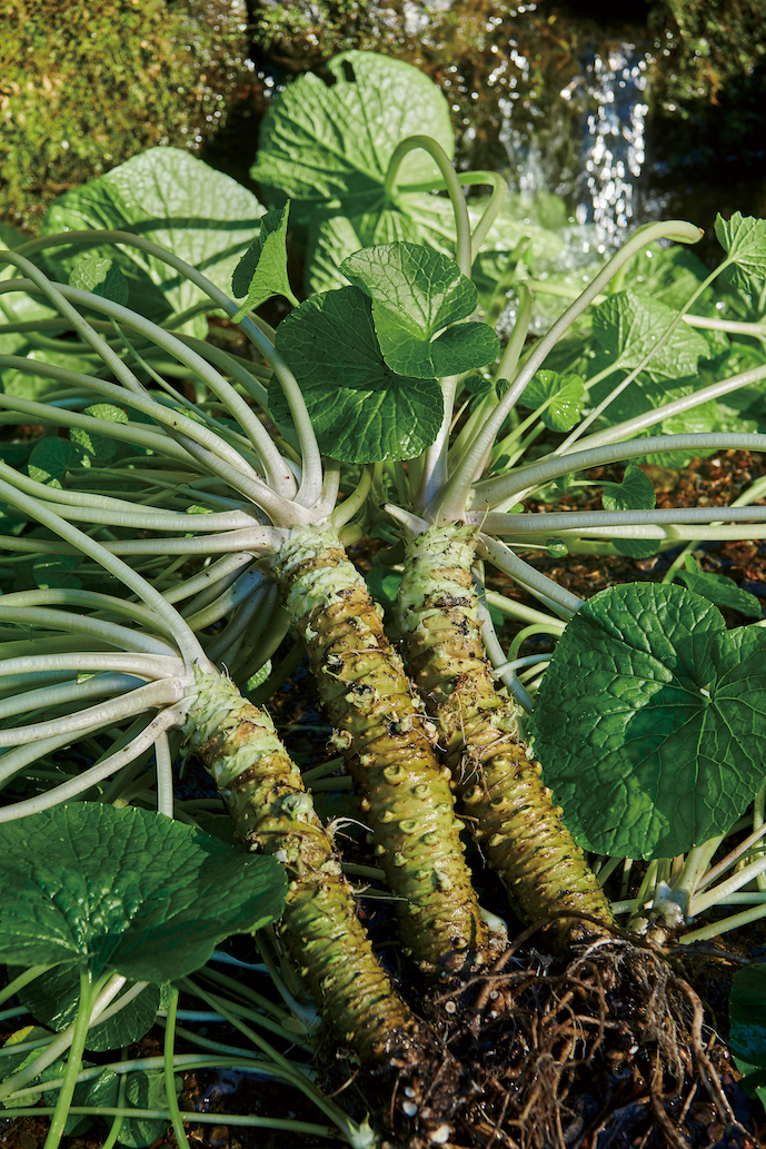 dancyu（ダンチュウ） グルメギフトカタログ＜CD＞