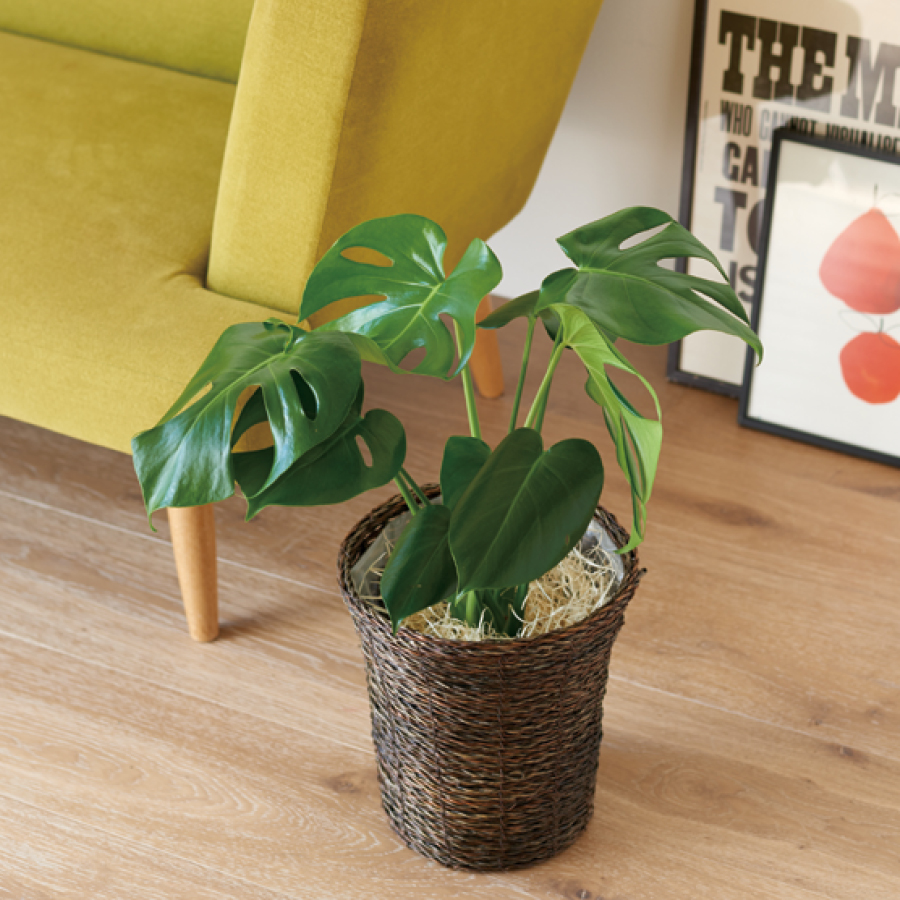 VENT OUEST（ヴァンウェスト） e-order choice＜モーヴ-C ＞