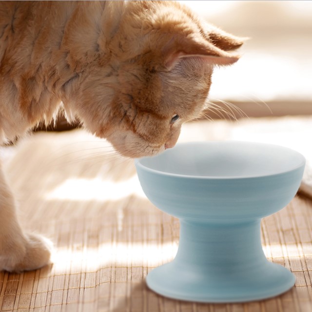 有田焼ペット食器　聖（セント）シリーズ　ハイタイプ（フード用）