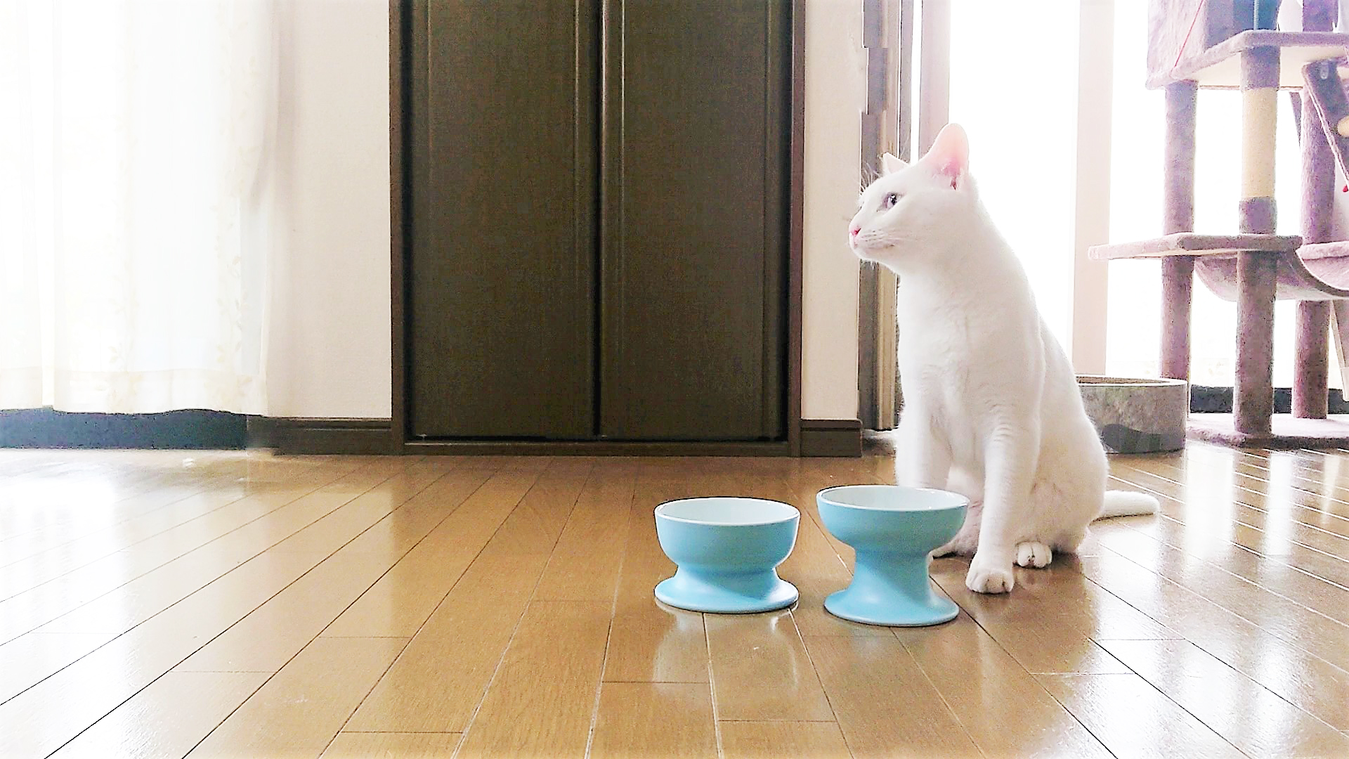 有田焼ペット食器　聖（セント）シリーズ　ハイタイプ（フード用）