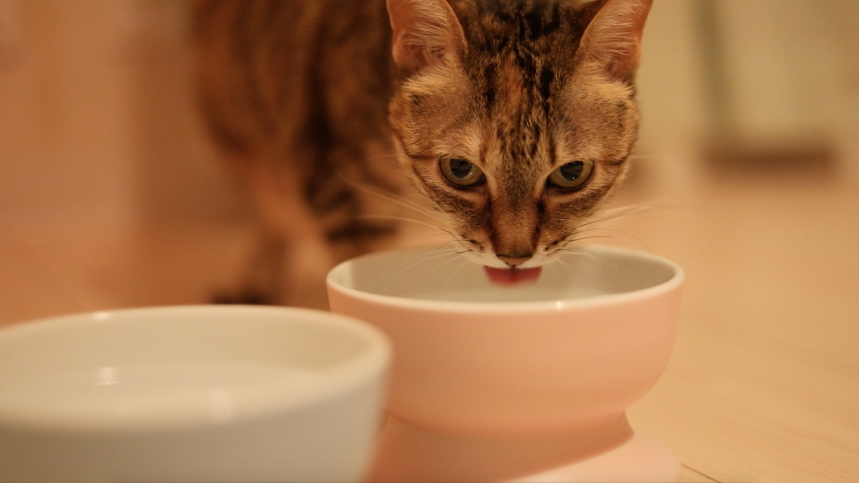 有田焼ペット食器　聖（セント）シリーズ　ハイタイプ（フード用）