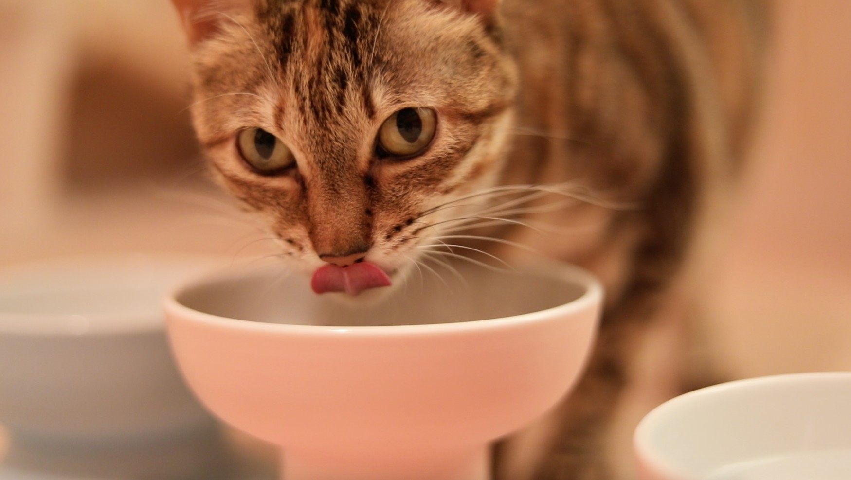 有田焼ペット食器　聖（セント）シリーズ　ハイタイプ（フード用）