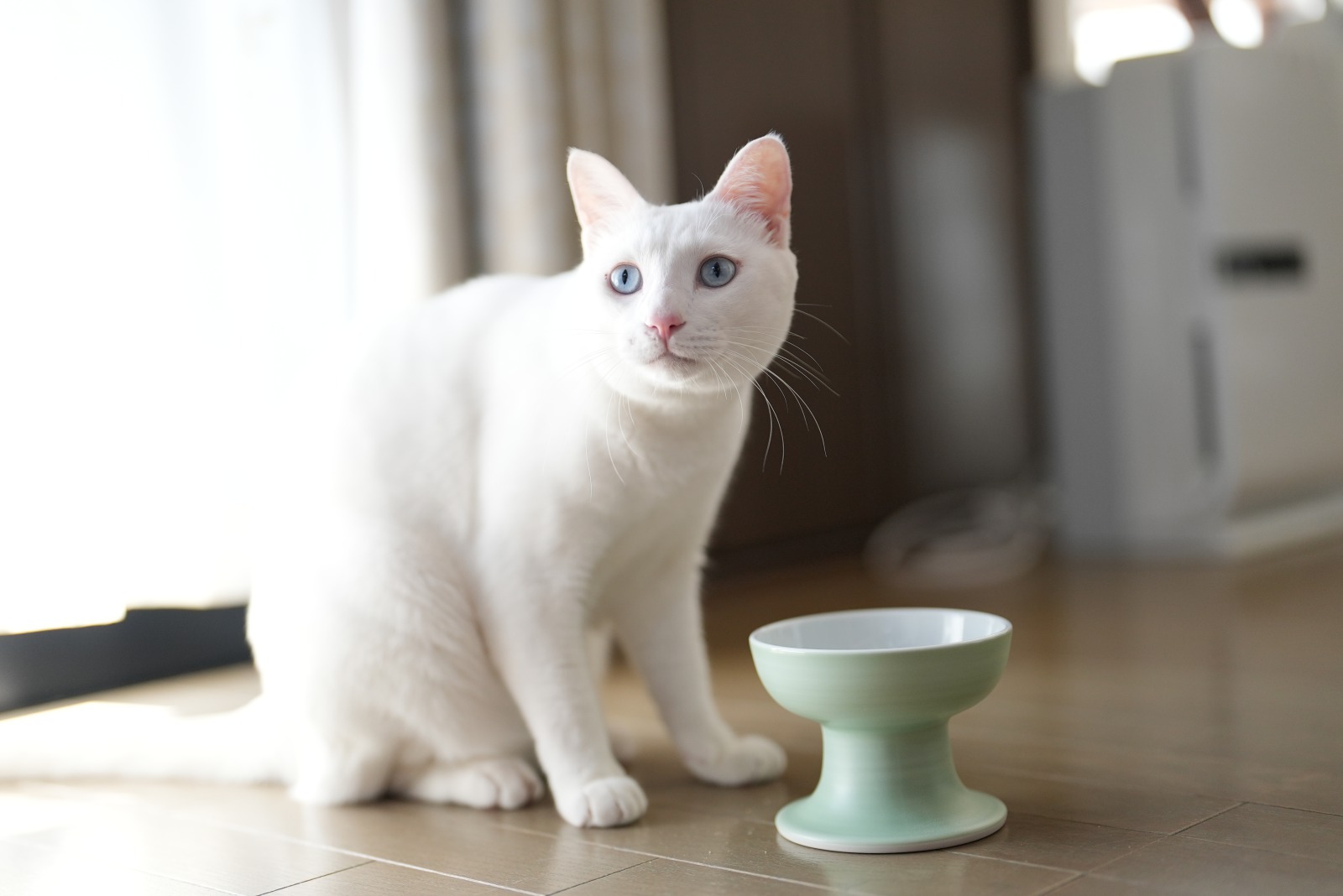 有田焼ペット食器　聖（セント）シリーズ　ハイタイプ（フード用）