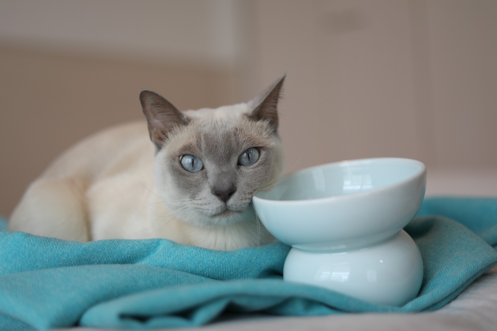 有田焼ペット食器　まどかシリーズ　ハイタイプ（フード用）