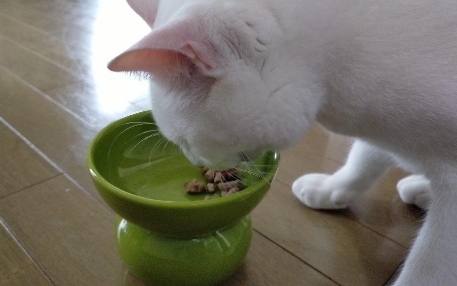 有田焼ペット食器　まどかシリーズ　ハイタイプ（フード用）