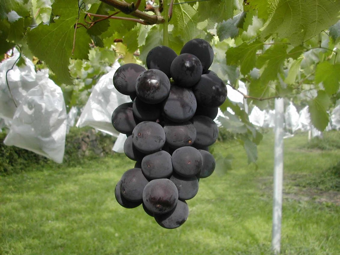 枝付き巨峰のセミドライ＆素焼きミックスナッツセット　化粧箱入り