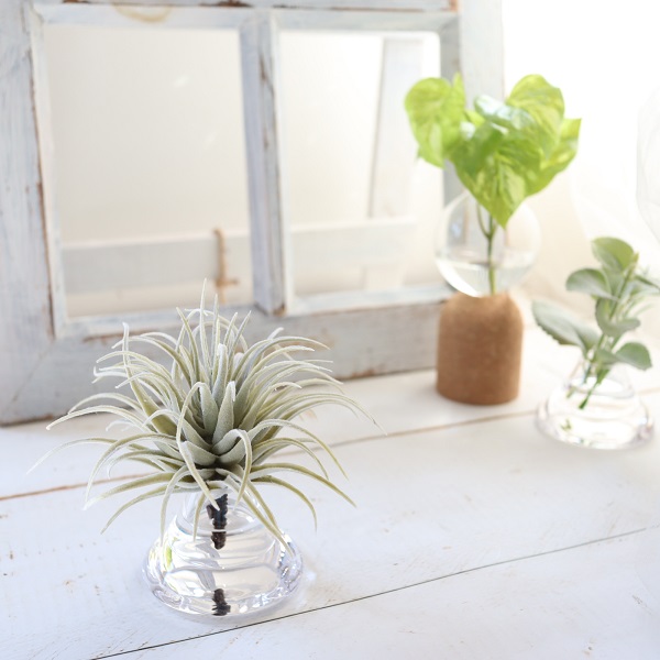 チランドシアのマジカルウォーター