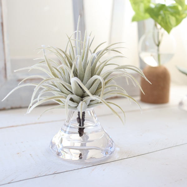 チランドシアのマジカルウォーター