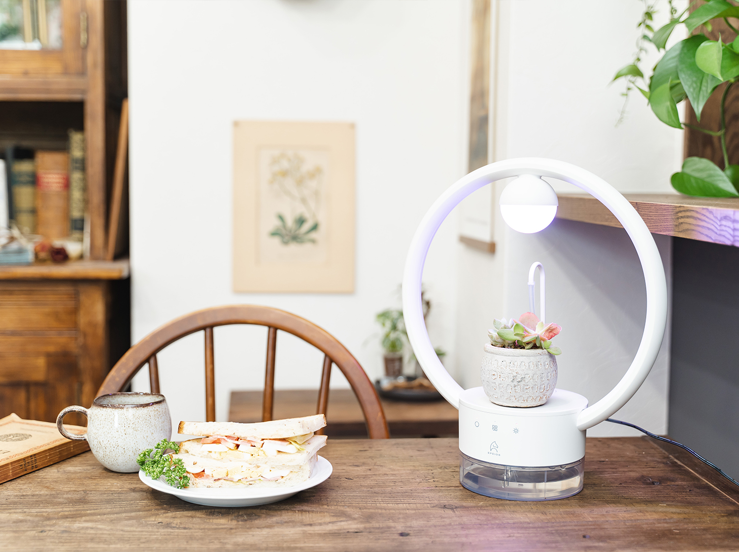 多⾁植物を飾るテーブルランプ「TANIQUE」