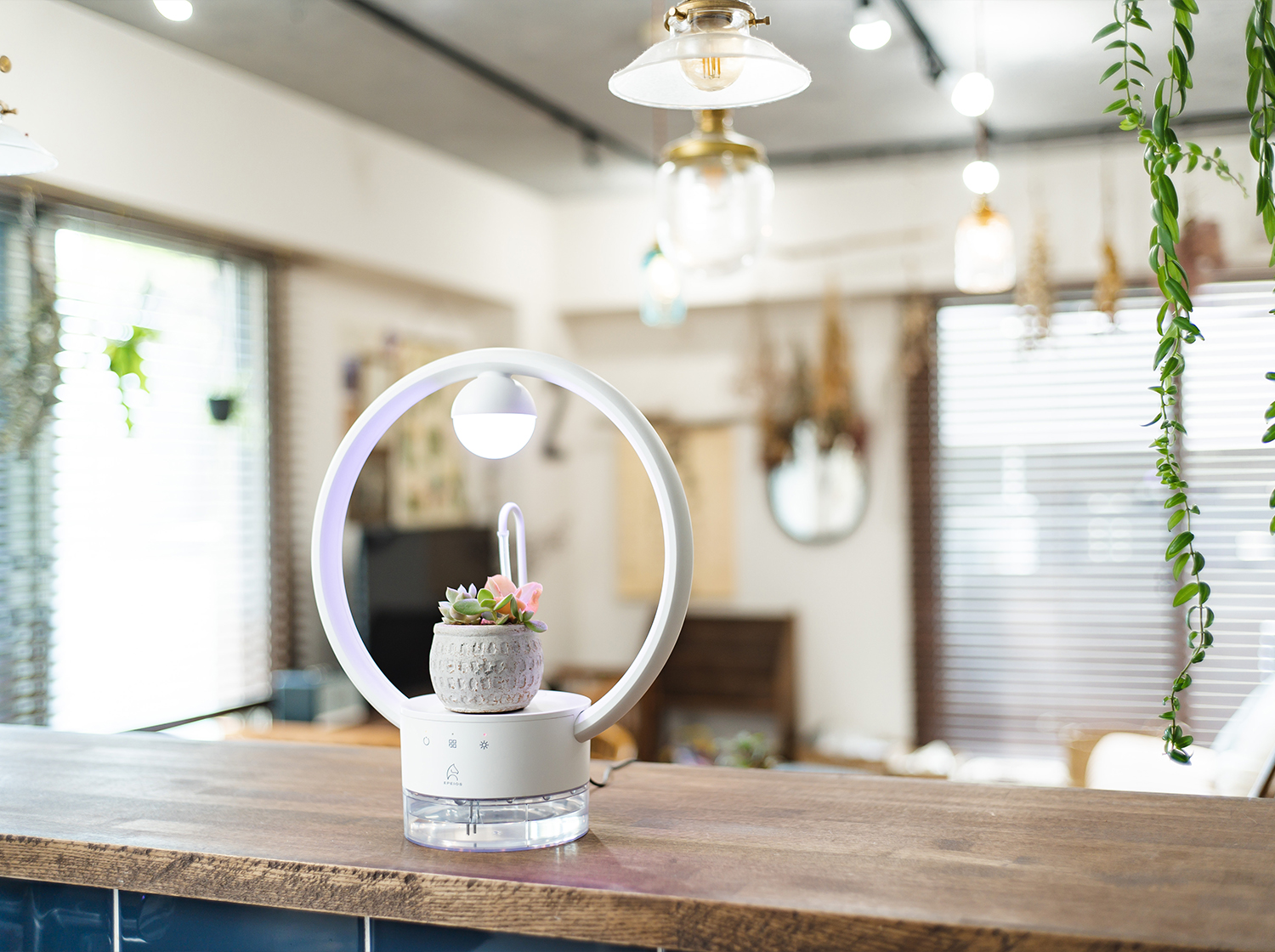 多⾁植物を飾るテーブルランプ「TANIQUE」