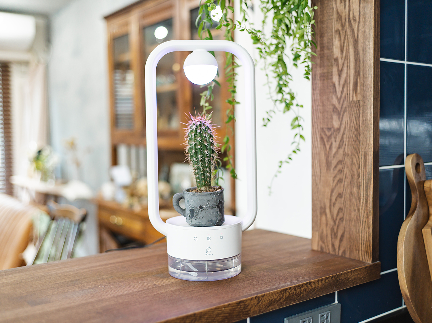 多⾁植物を飾るテーブルランプ「TANIQUE」