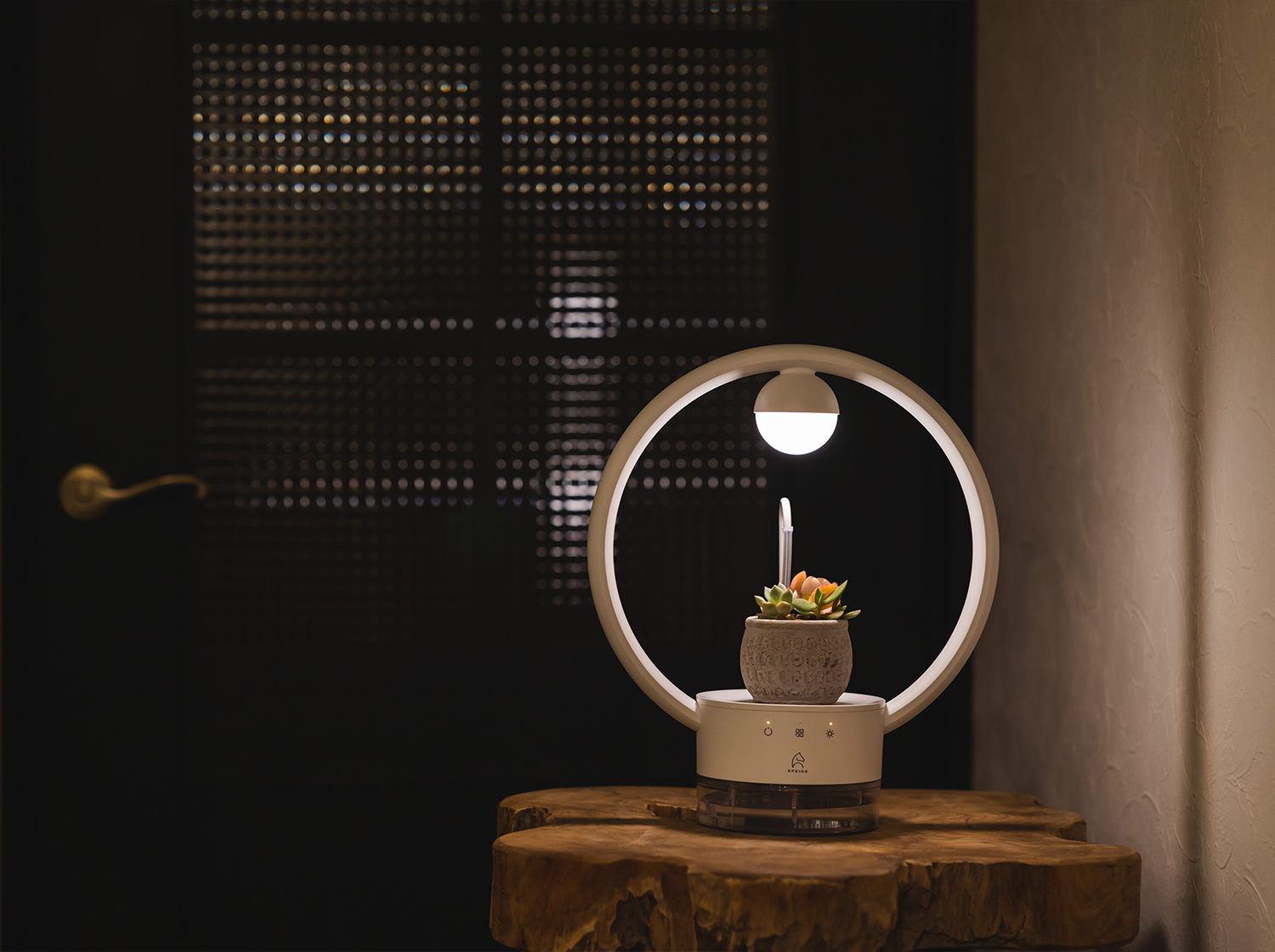 多⾁植物を飾るテーブルランプ「TANIQUE」