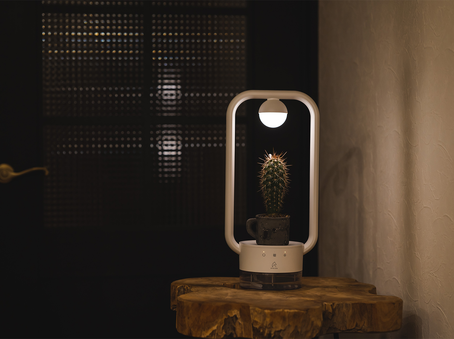 多⾁植物を飾るテーブルランプ「TANIQUE」