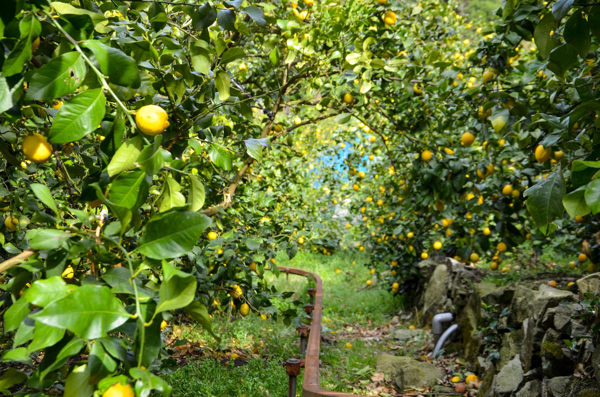 クラフトリモンチェッロ