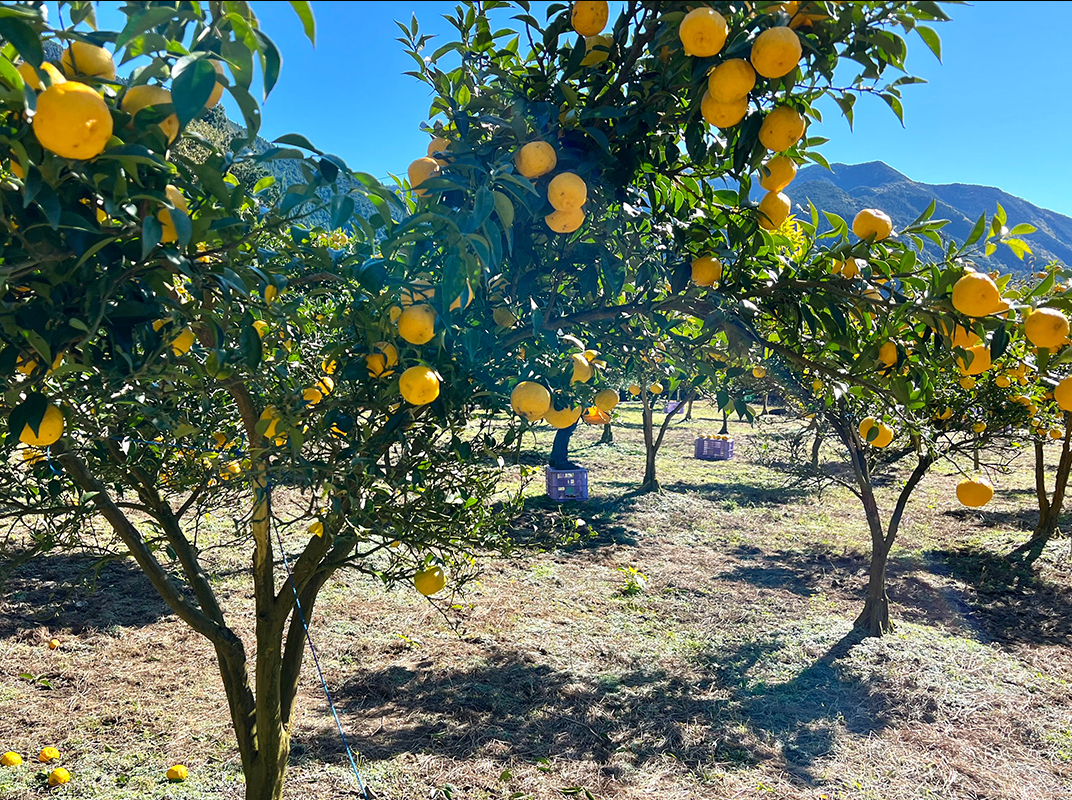 果汁と炭酸だけでつくる無添加ゆずドリンク Premium Yuzu Sparkling 4本セット