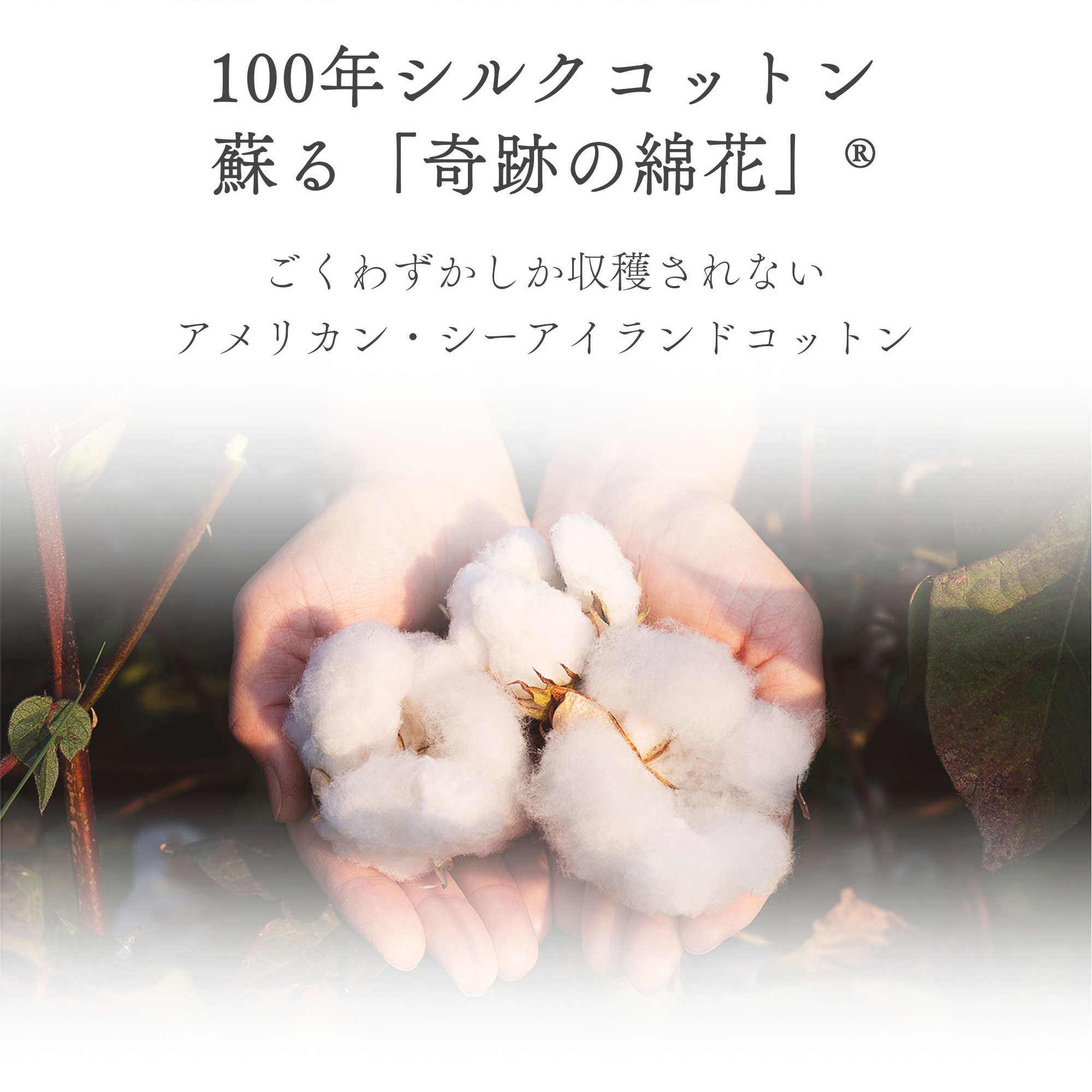 「礼-rei-シリーズ」フェイスタオル2枚セット 奇跡の綿花・アメリカンシーアイランドコットン 綿100%