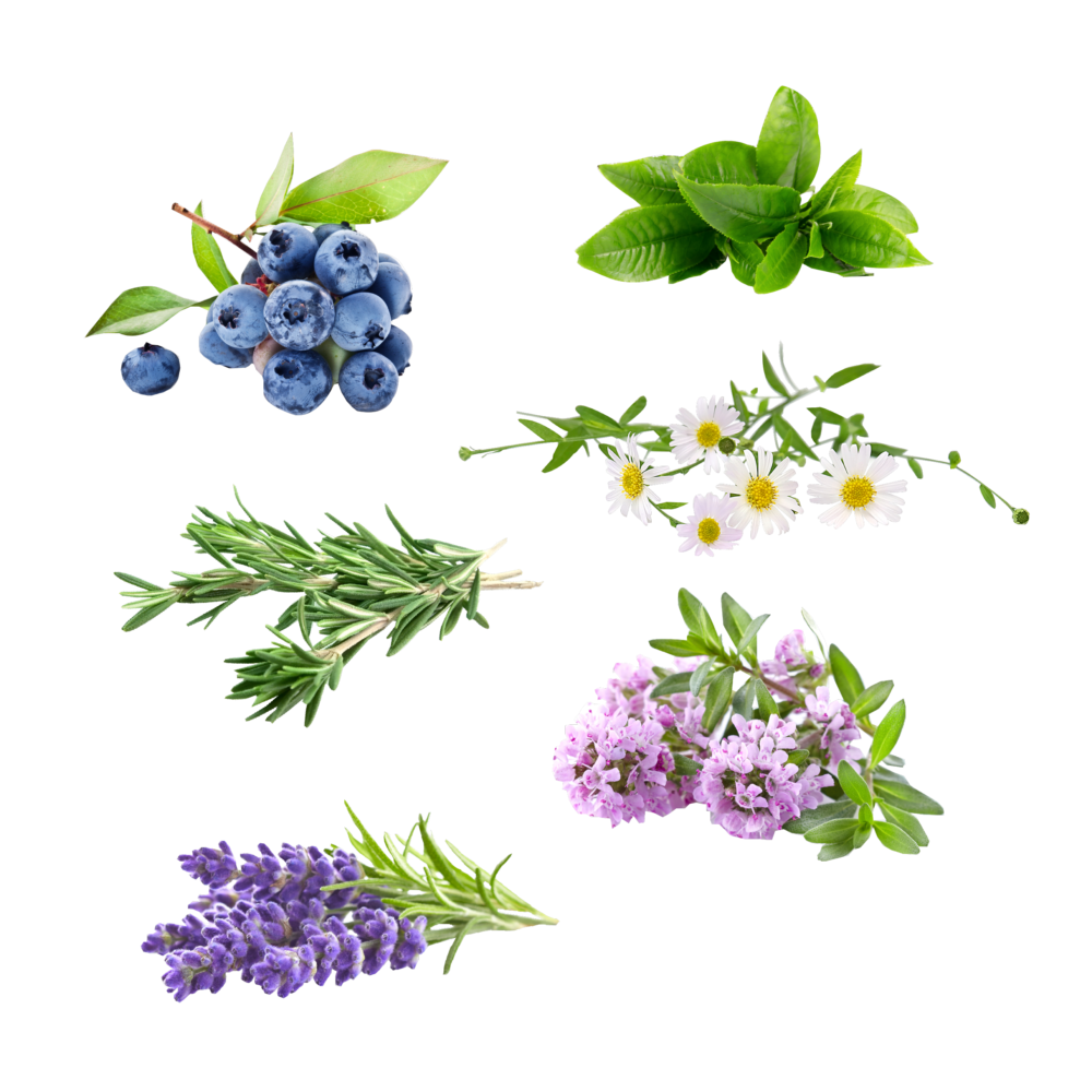 オーガニックフレグランスホワイトクリーム