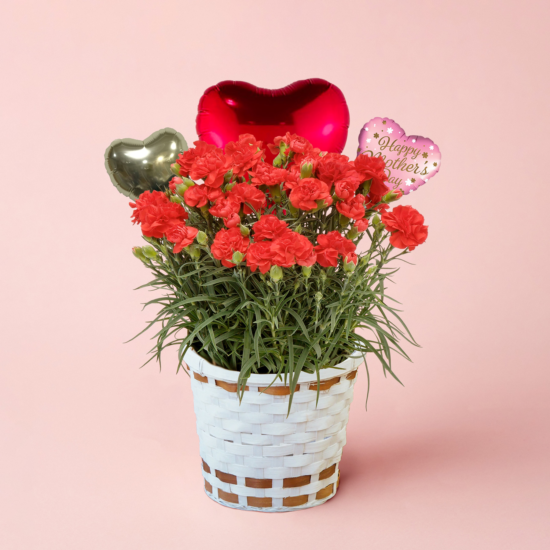 【着日指定可！】母の日ピッタリな鉢植えカーネーション 