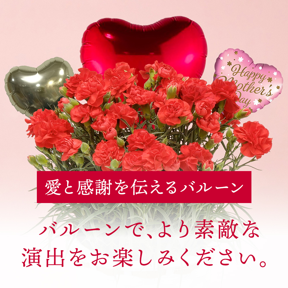 【着日指定可！】母の日ピッタリな鉢植えカーネーション 
