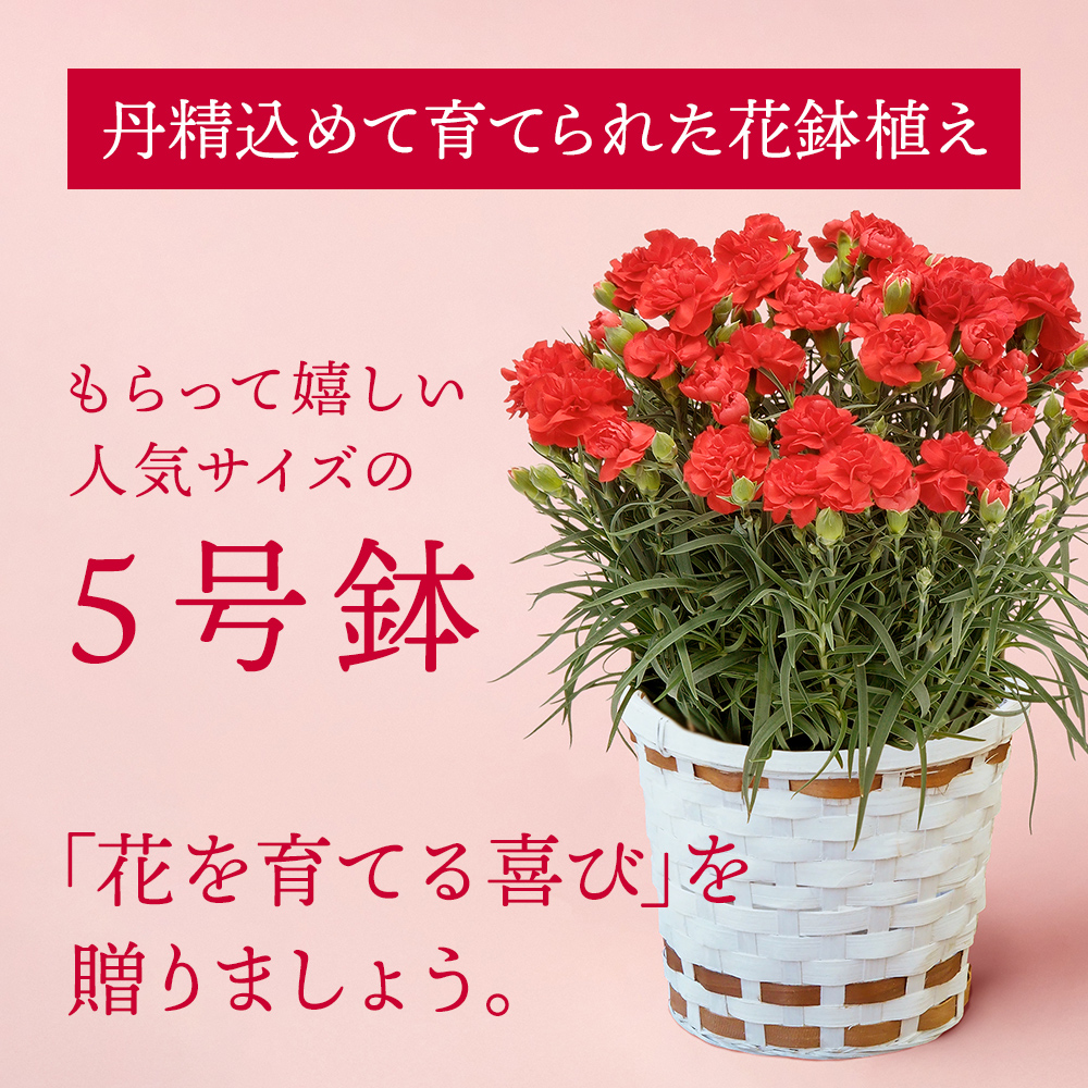 【着日指定可！】母の日ピッタリな鉢植えカーネーション 