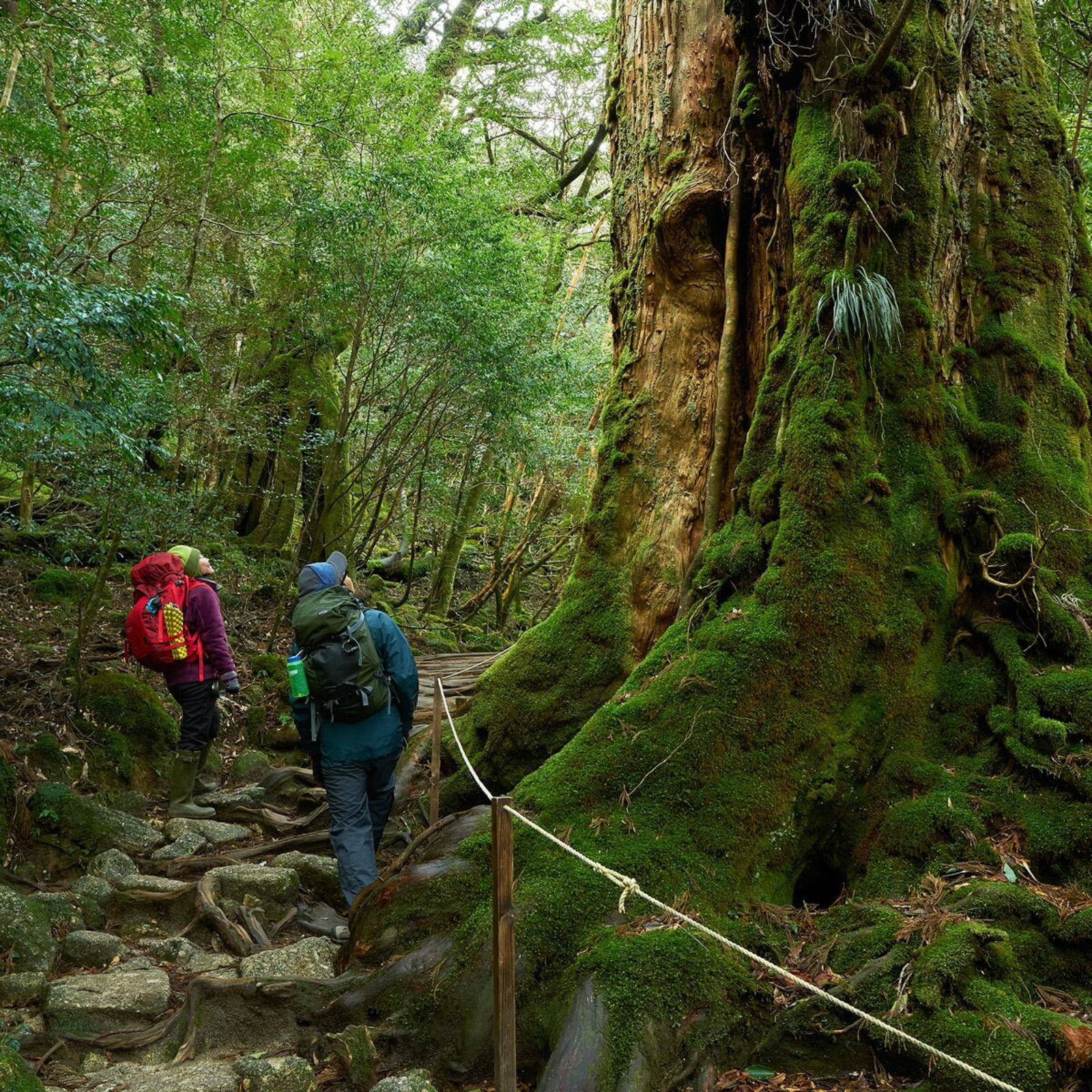 【ペア】2人のための体験カタログ　FOR2ギフト（BROWN）