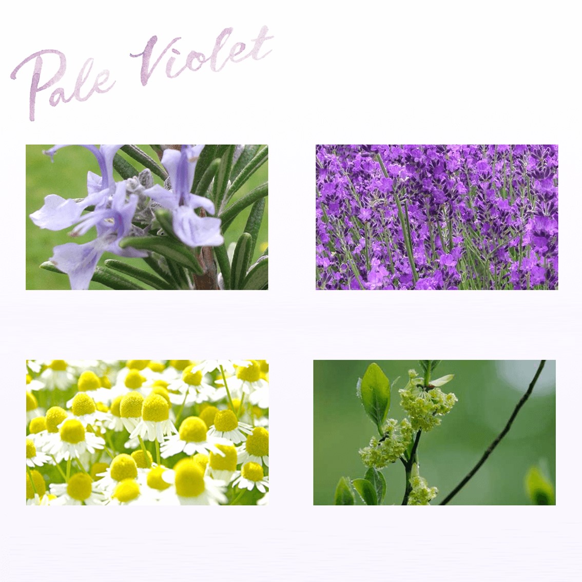 フレグランスハンドクリーム