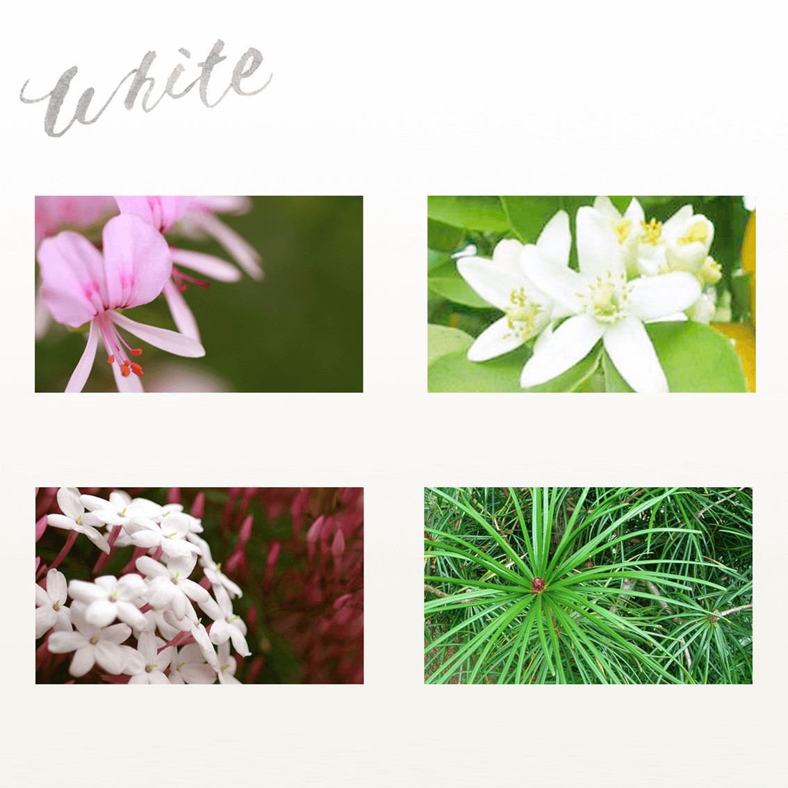 フレグランスハンドクリーム