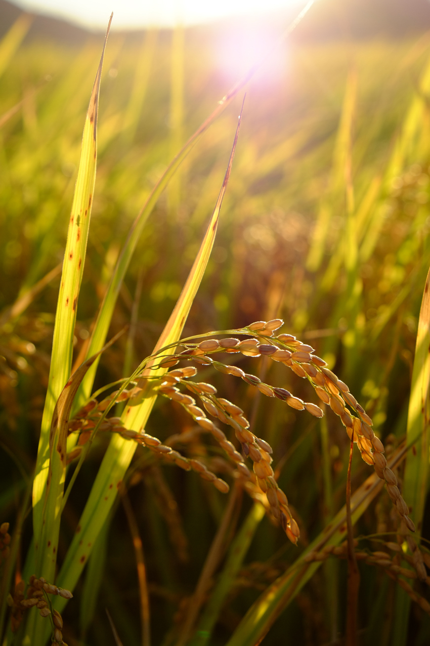 甘-kan- ライスワイン