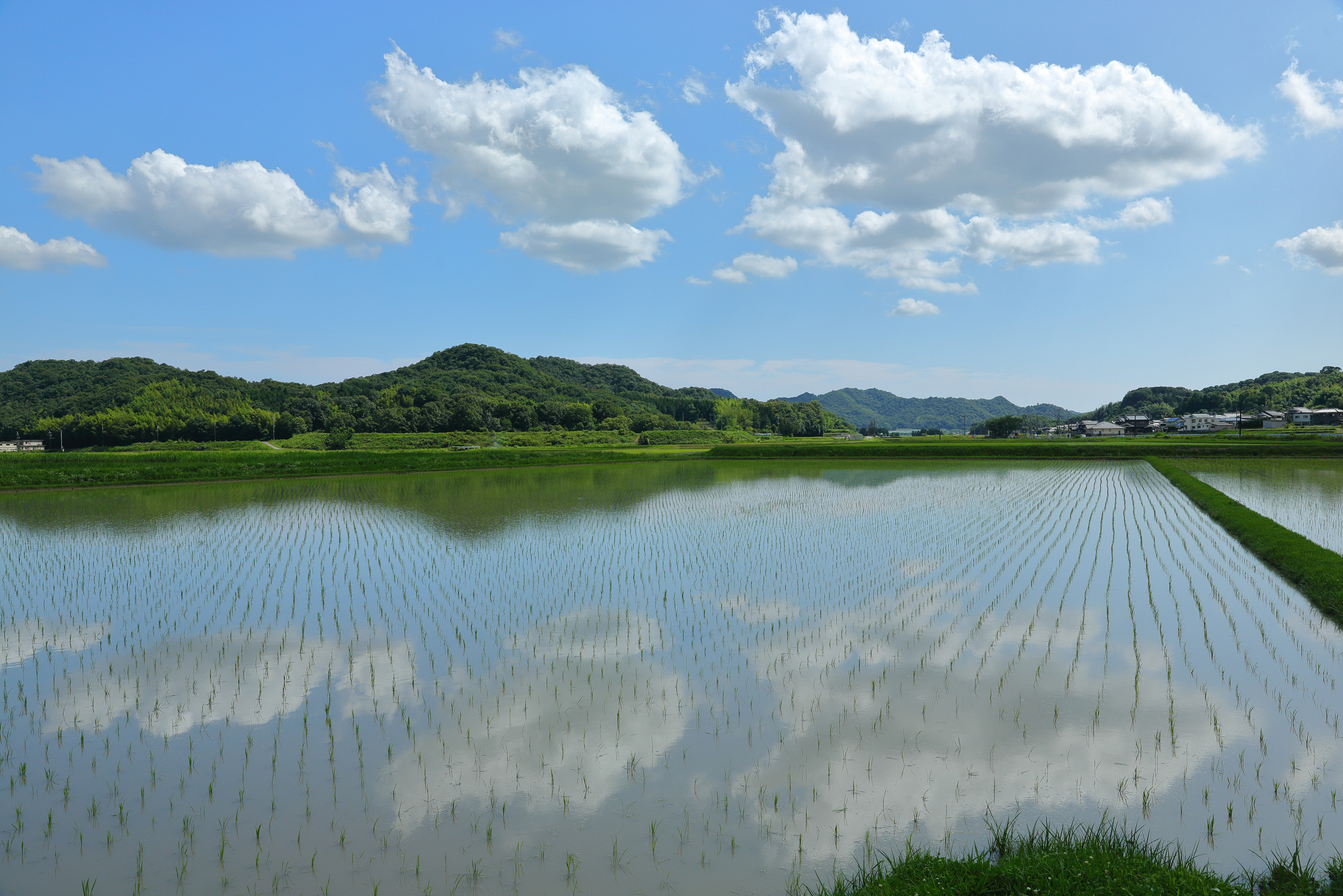 甘-kan- ライスワイン