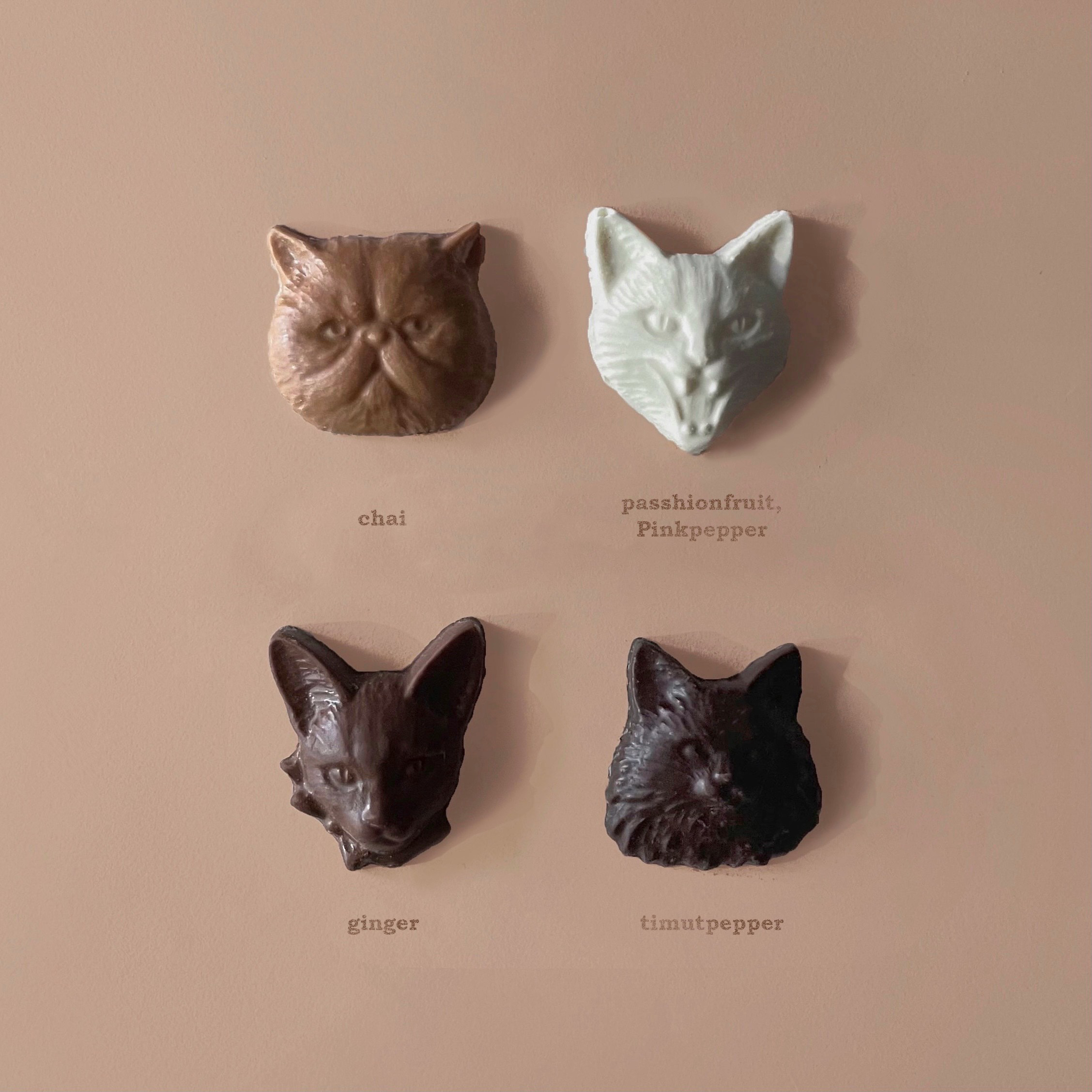 Cat bon bon chocolat