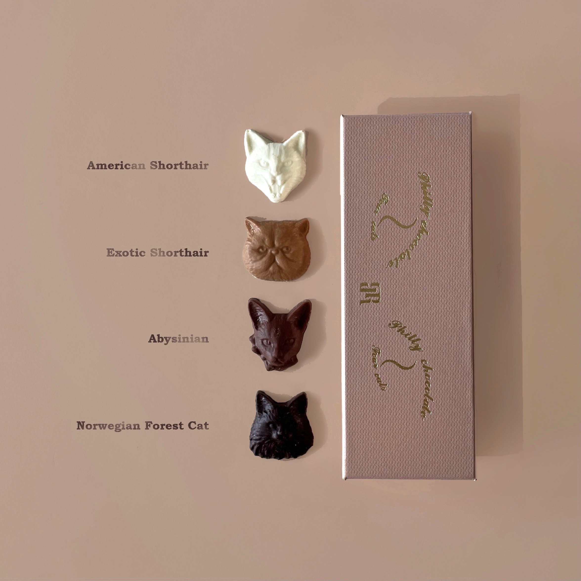 Cat bon bon chocolat
