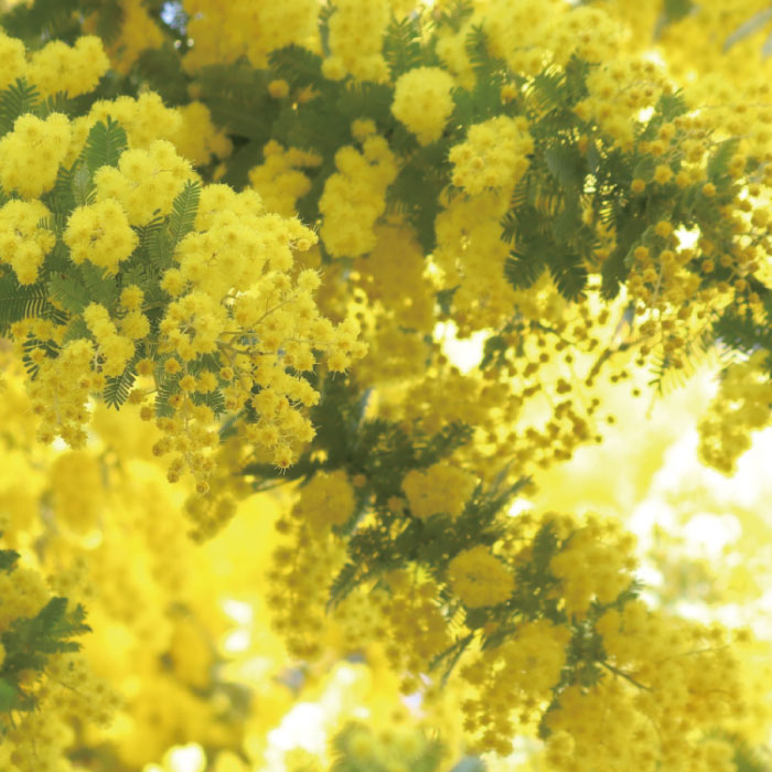 ネイルオイル　サクラ/金木犀/ミモザ