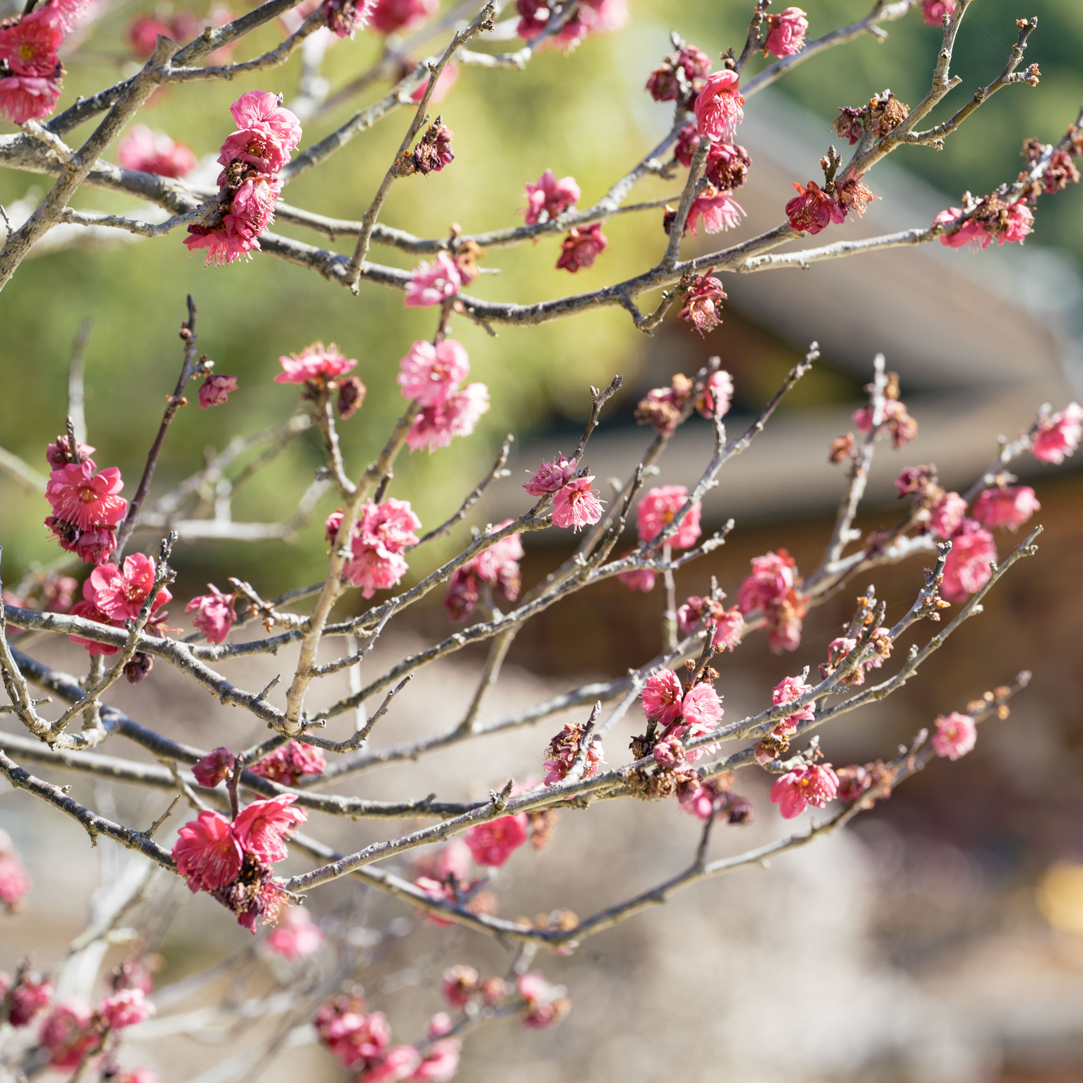 9KOS リードディフューザー
