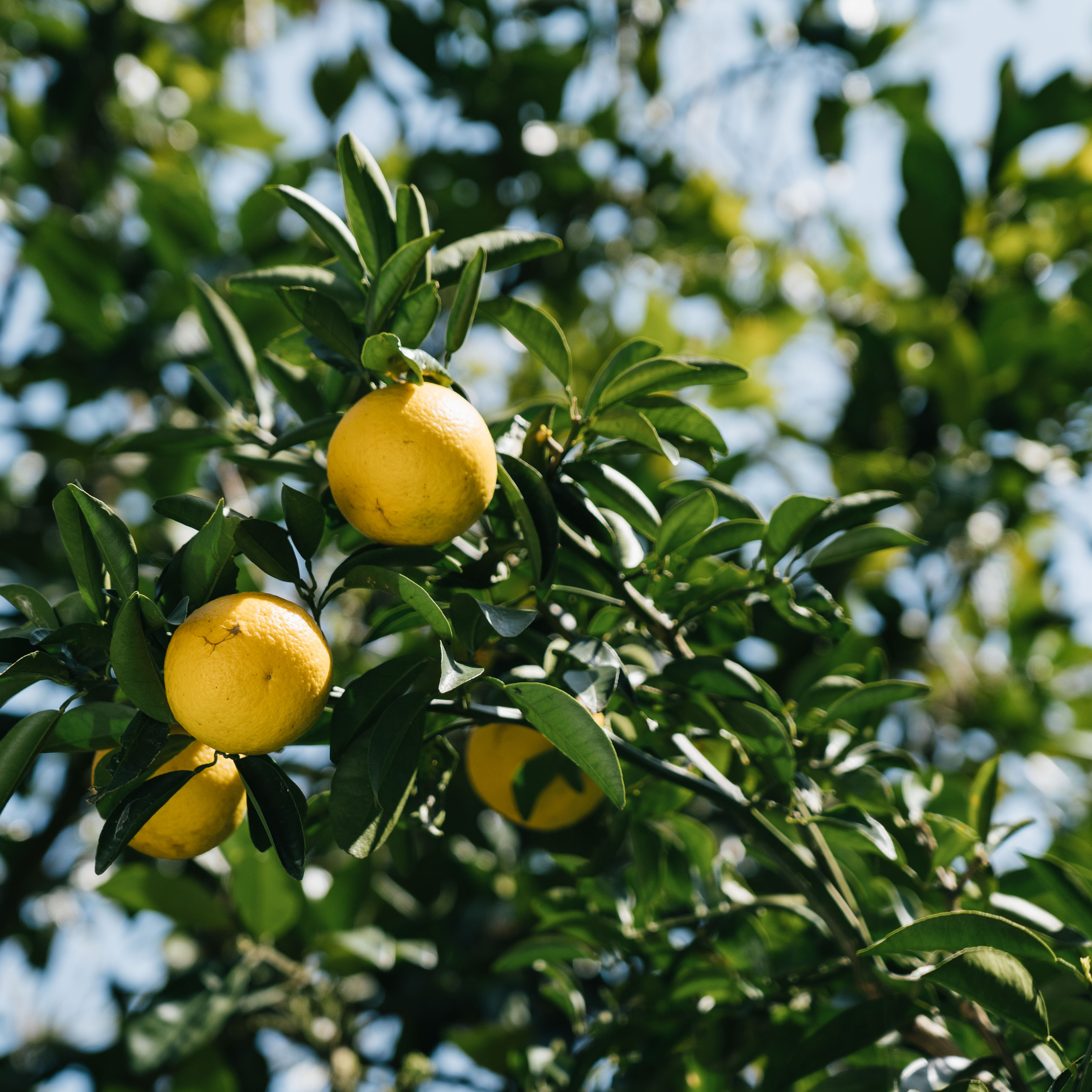 9KOS リードディフューザー