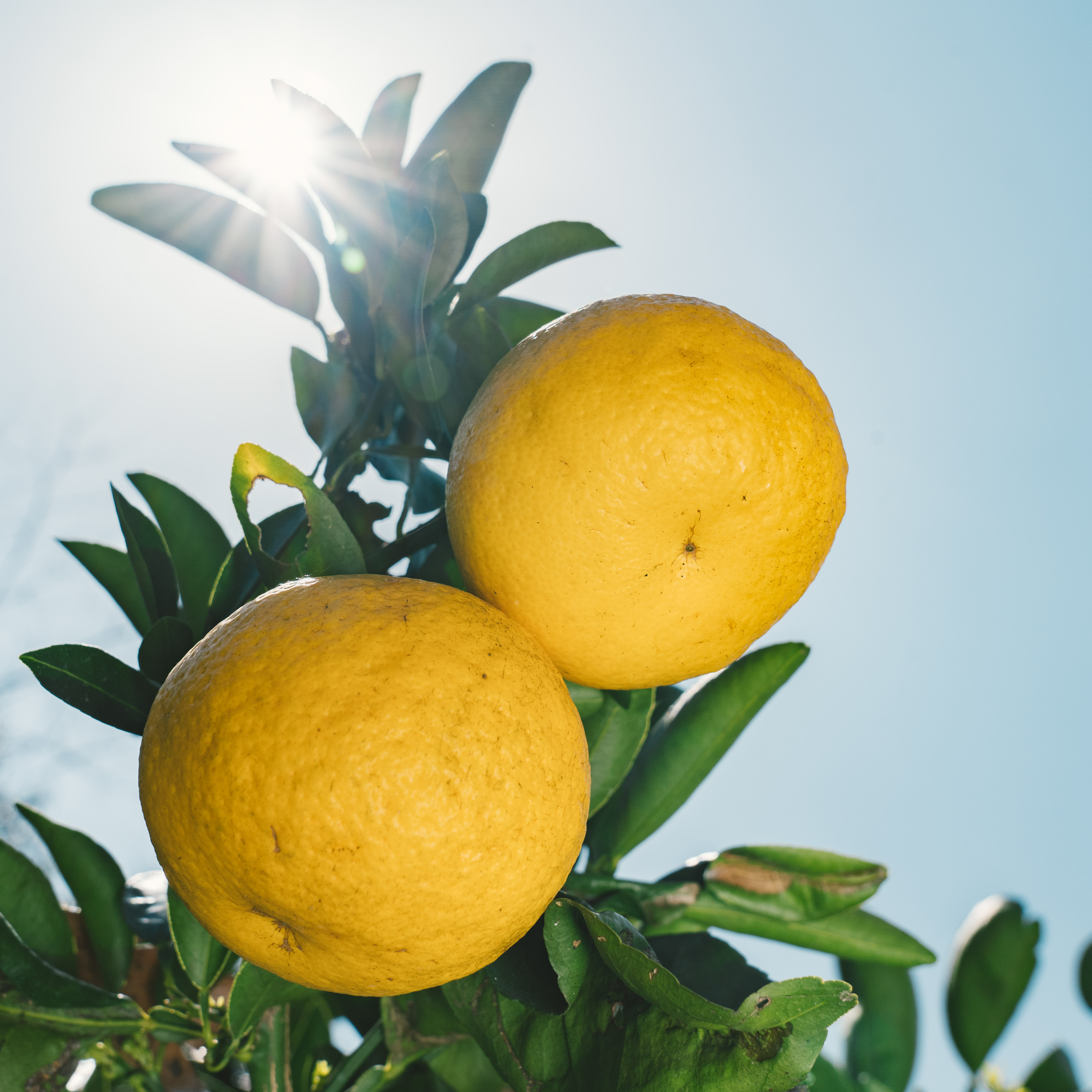 9KOS リードディフューザー