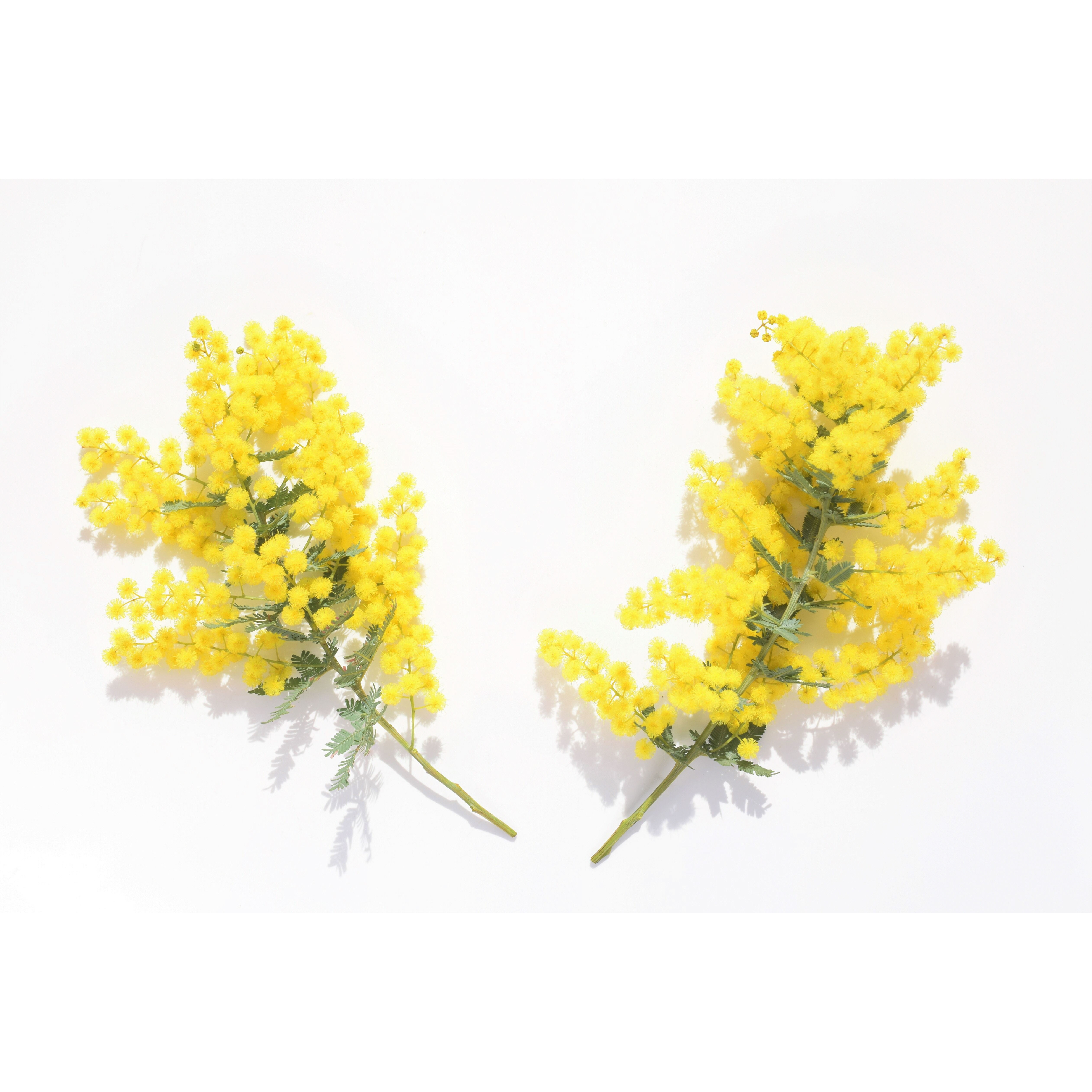 MIMOSA&OLIVE ミモザ＆オリーブ