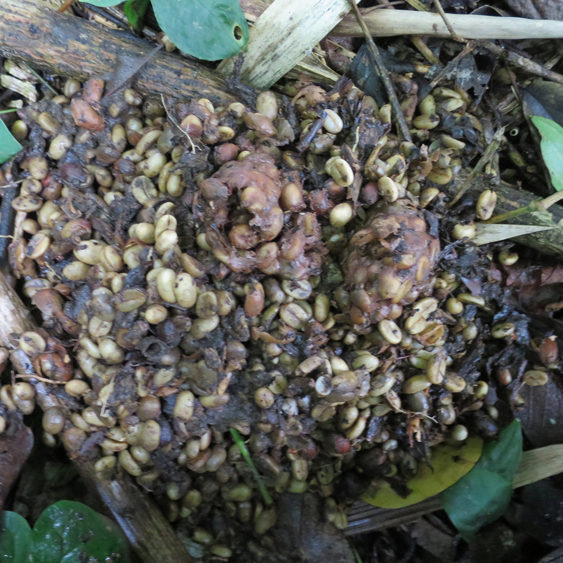 キング・オブ・レアコーヒー《幻のコーヒー コピルアック》