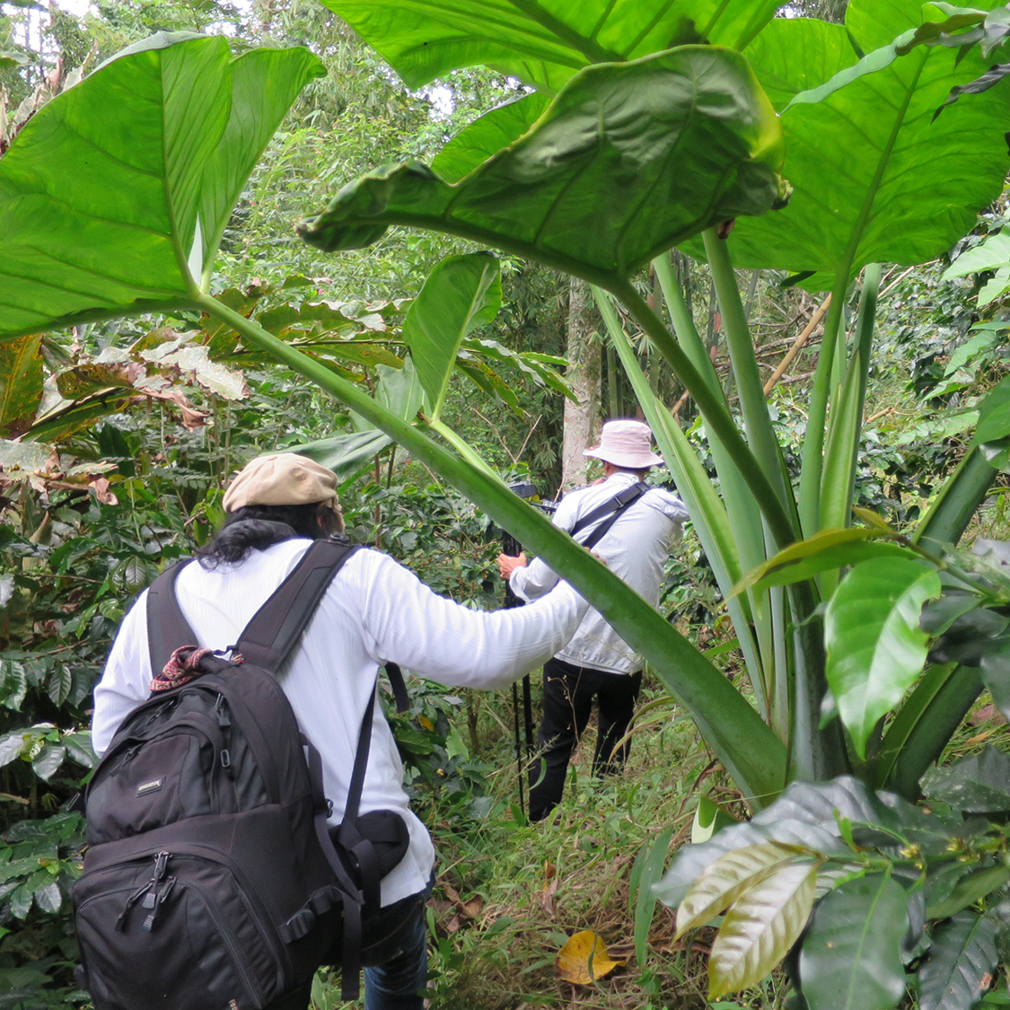 キング・オブ・レアコーヒー《幻のコーヒー コピルアック》