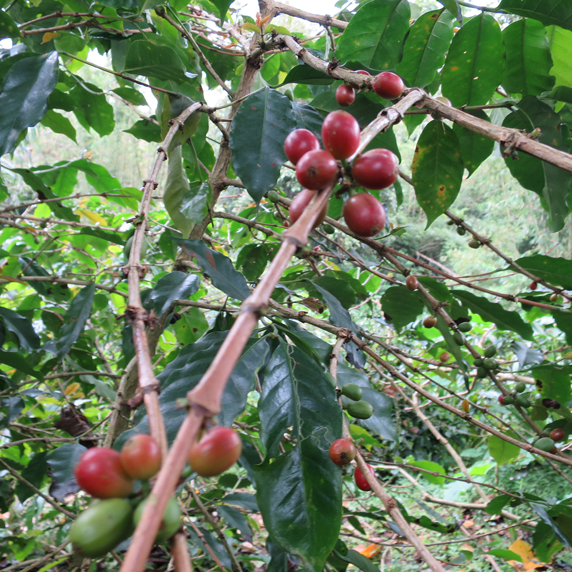 キング・オブ・レアコーヒー《幻のコーヒー コピルアック》