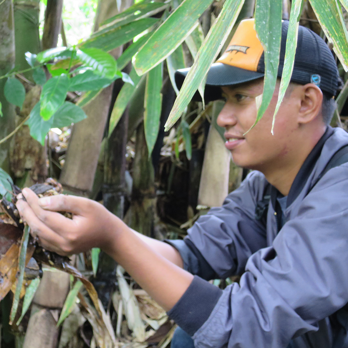 キング・オブ・レアコーヒー《幻のコーヒー コピルアック》