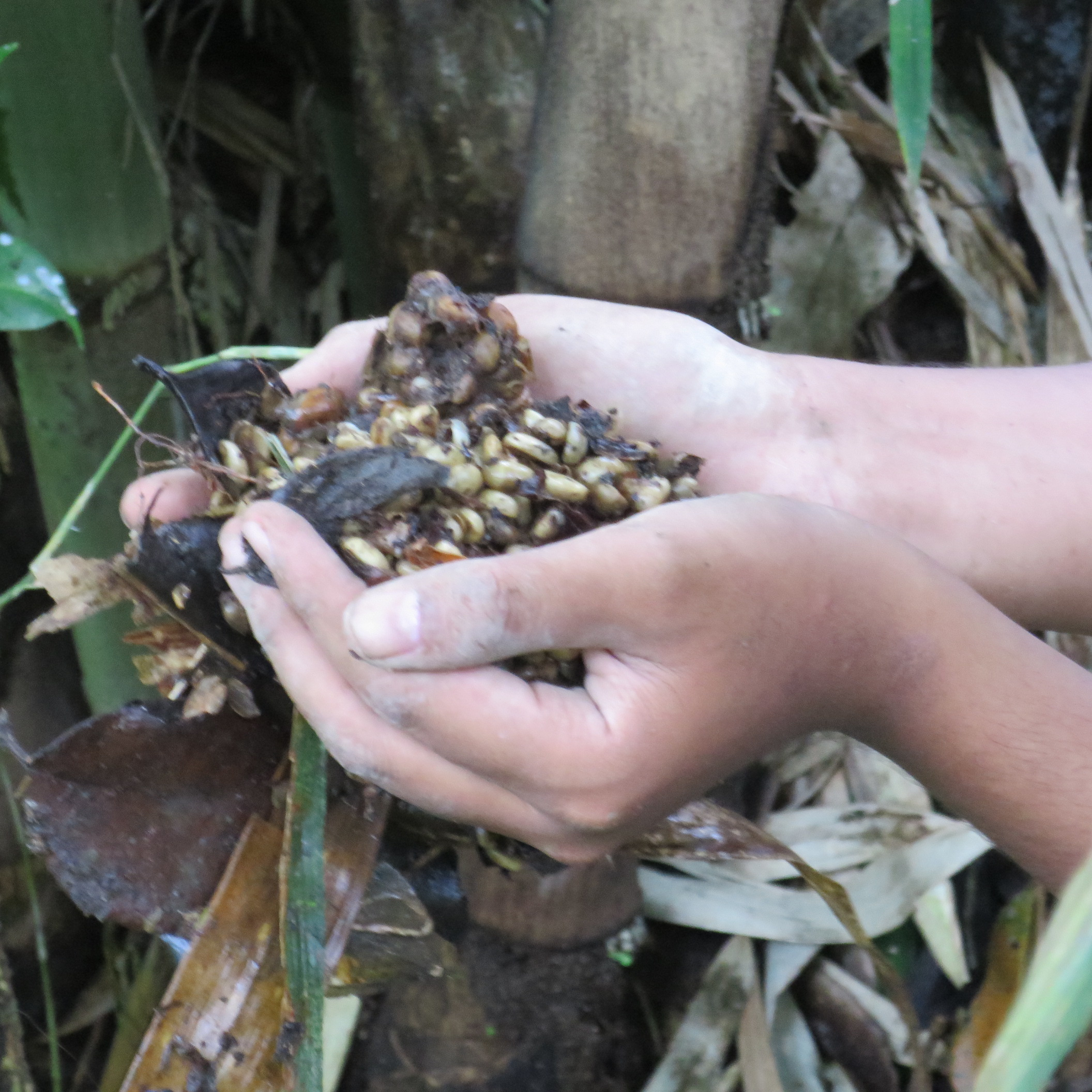 キング・オブ・レアコーヒー《幻のコーヒー コピルアック》