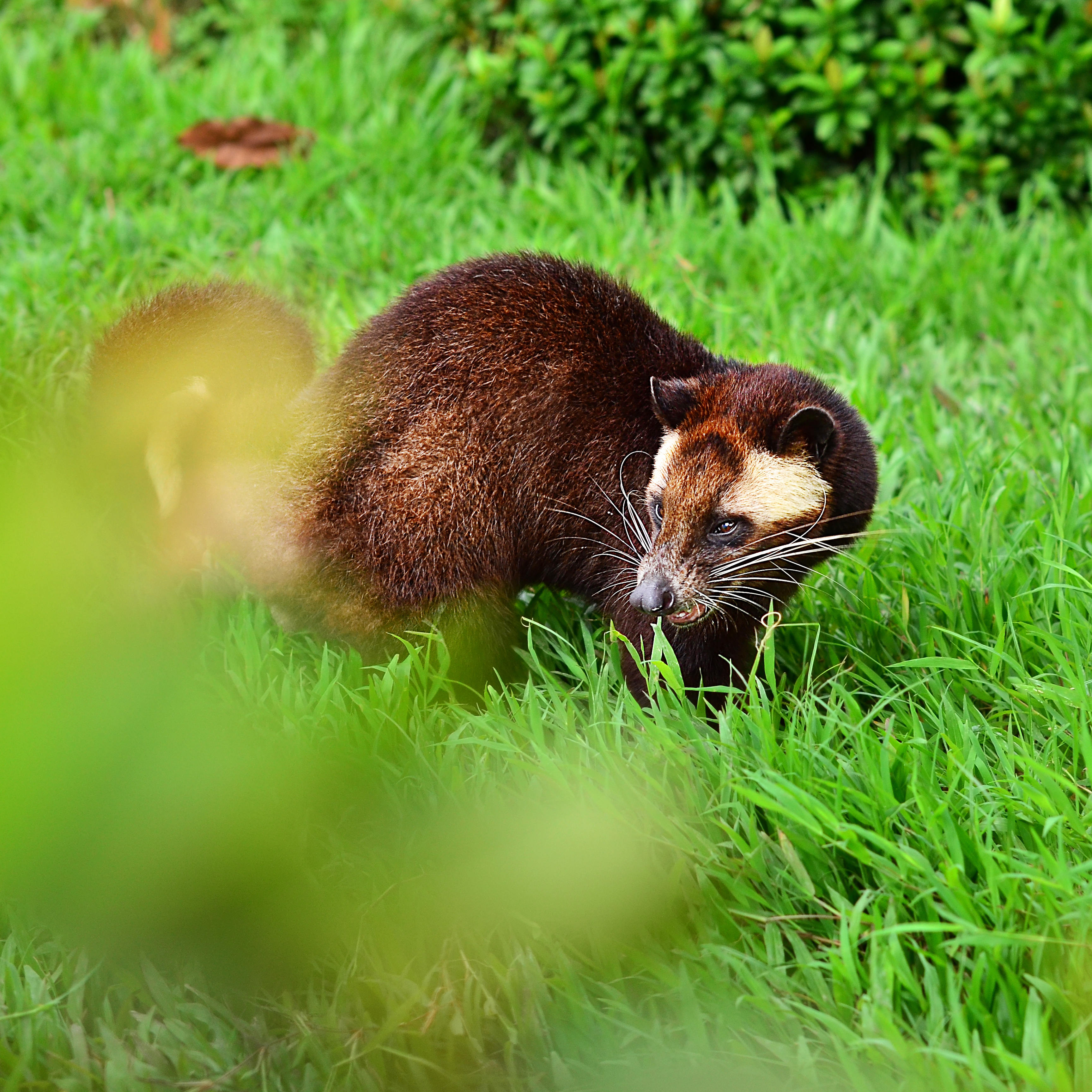 キング・オブ・レアコーヒー《幻のコーヒー コピルアック》