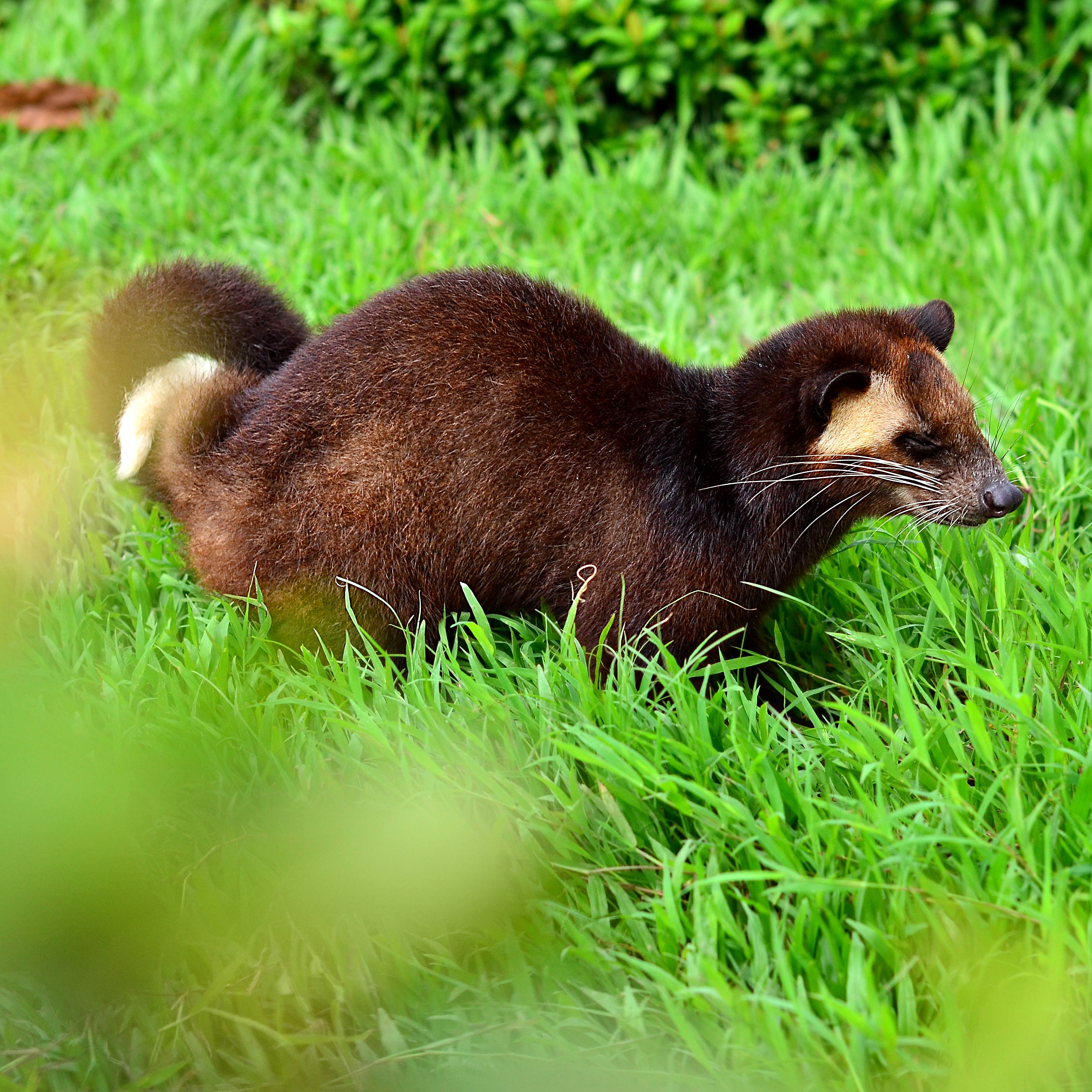 キング・オブ・レアコーヒー《幻のコーヒー コピルアック》