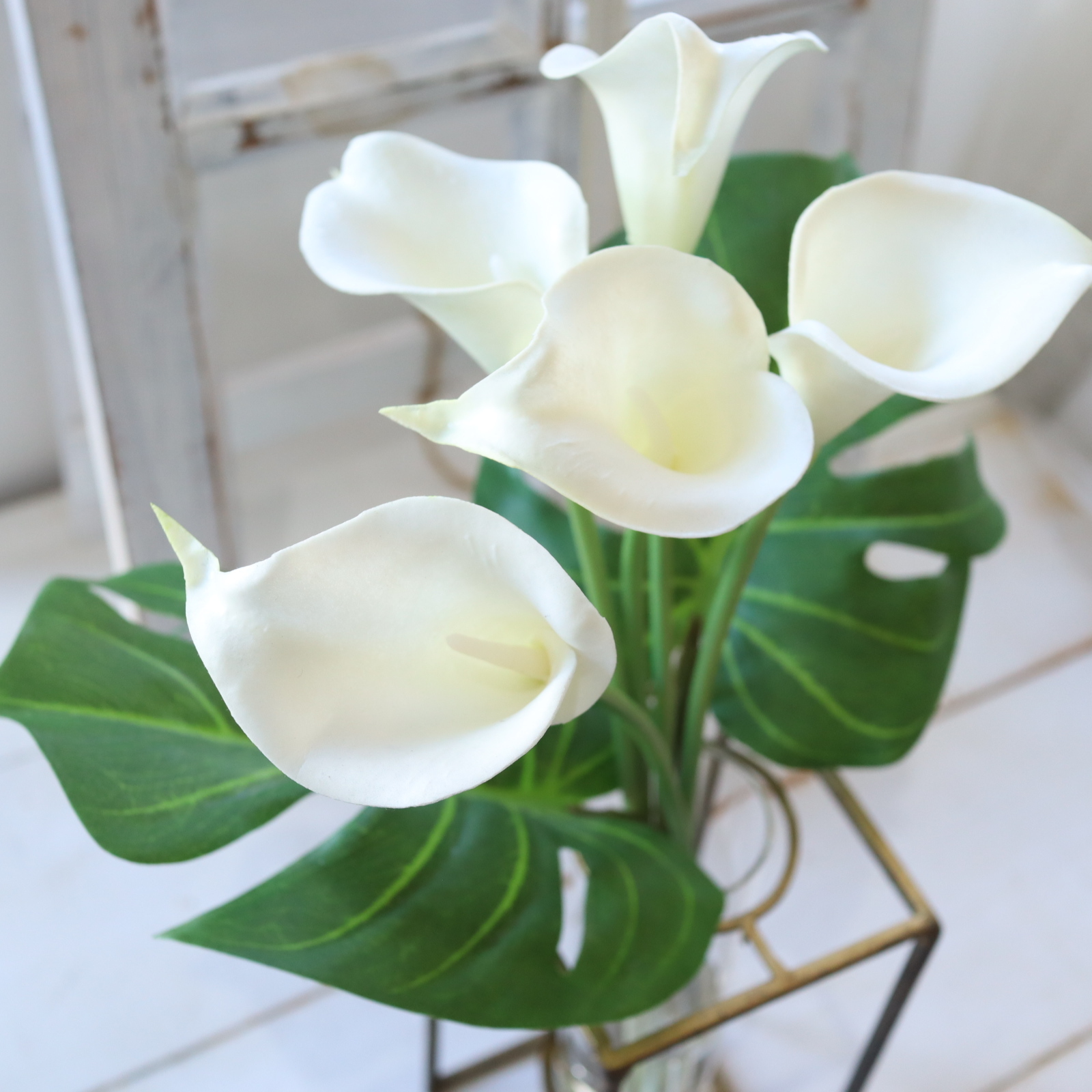 カラー　　モンステラ　マジカルウォーター