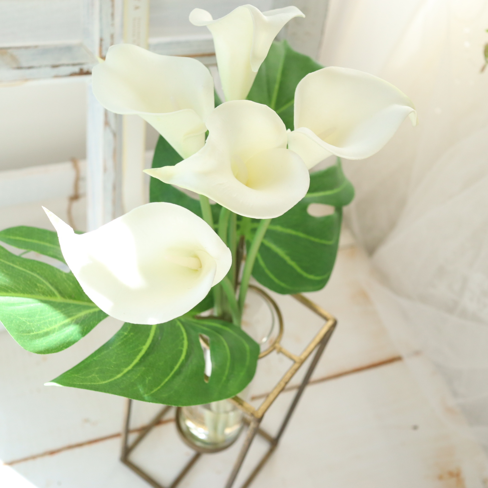 カラー　　モンステラ　マジカルウォーター