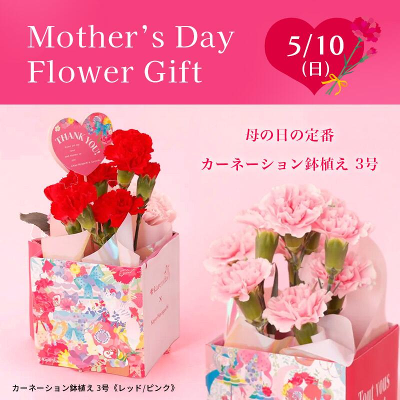 母の日定番】カーネーション鉢植え 3号《レッド/ピンク》 | karendo