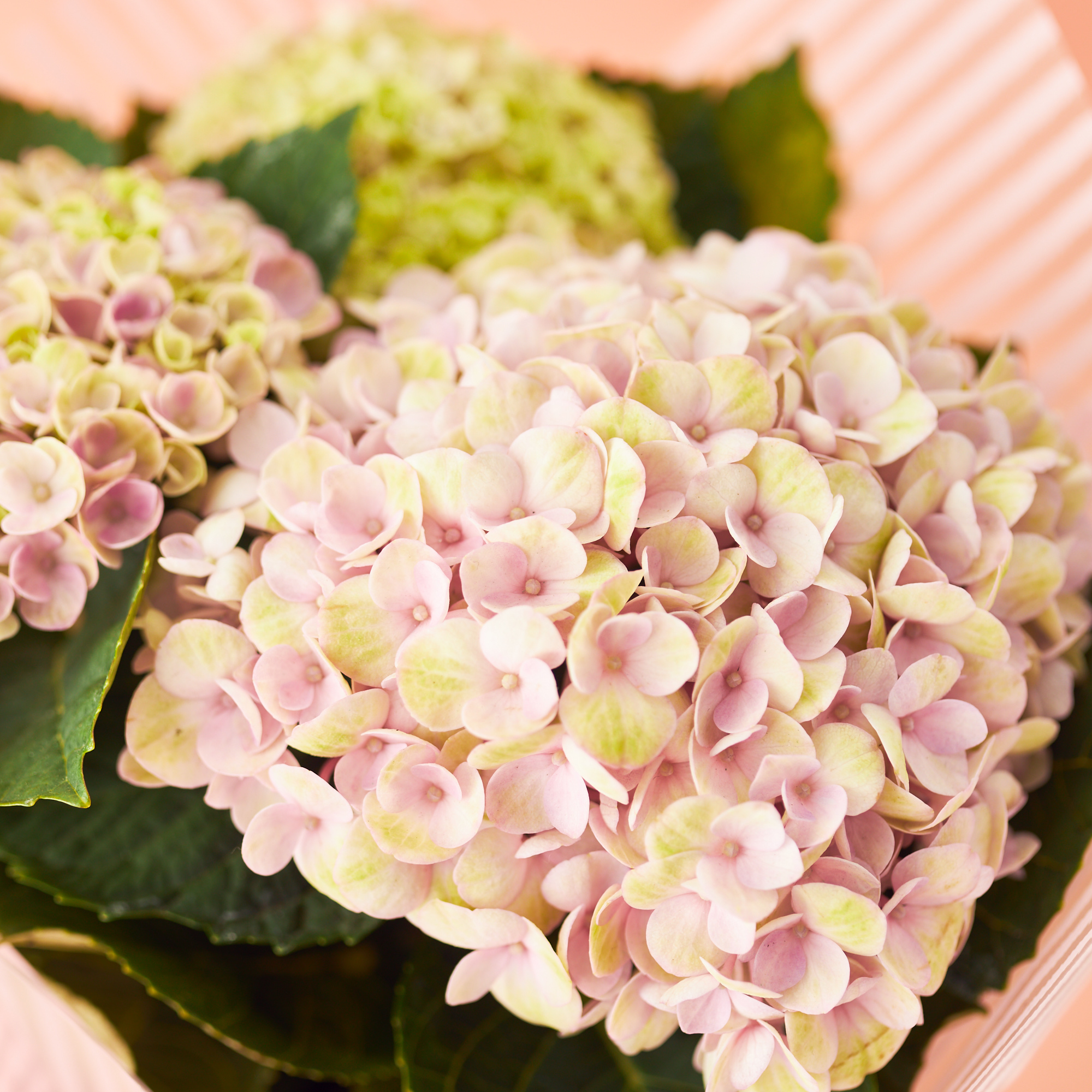 【まだ間に合う！最短5/10(日)母の日着！】色の変化を楽しめる紫陽花　鉢植え4号《マジカルレボリューション》