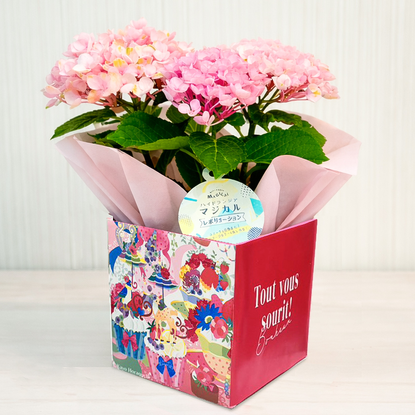まだ間に合う！最短5/10(日)母の日着！】色の変化を楽しめる紫陽花